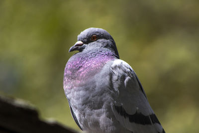 Close-up of pigeon