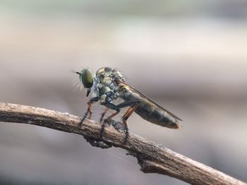 Close-up of insect on twig