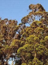 Low angle view of trees against clear blue sky