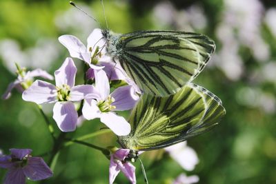 Close-up of butterfly on purple flowering plant