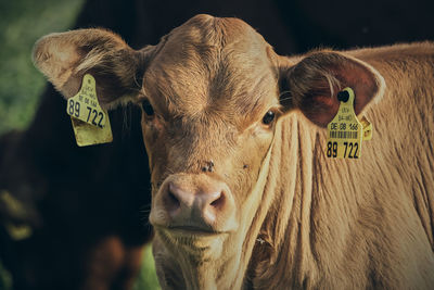 Close-up portrait of cow
