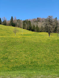 Scenic view of field against clear sky