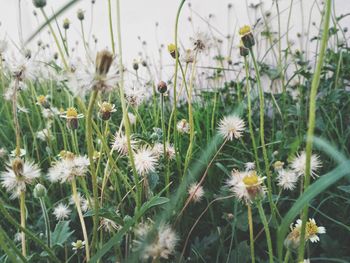 Wildflowers blooming in field