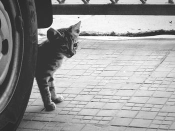 Cat sitting on footpath