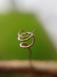 Close-up of green leaf