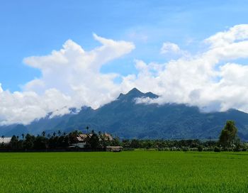 Scenic view of agricultural field against sky