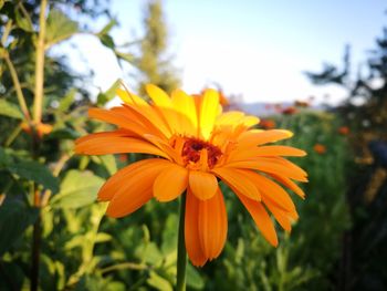 Close-up of orange flower blooming outdoors