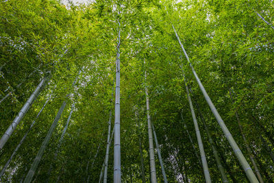 Low angle view of trees in forest