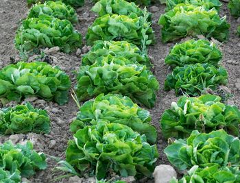 High angle view of vegetables on field