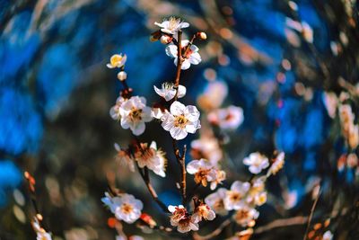 Close-up of flowers against sky