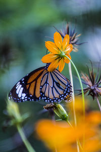 Close-up of butterfly pollinating on flower