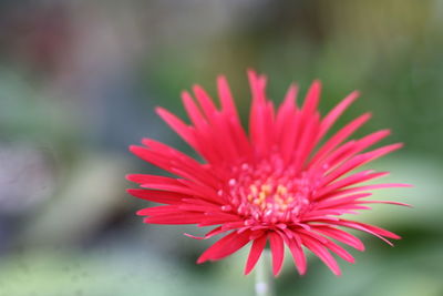 Close-up of pink flower