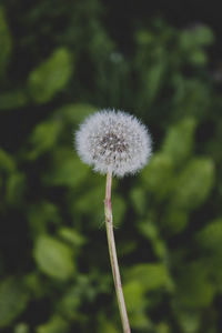 Close-up of dandelion flower