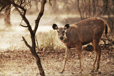 Portrait of deer walking in zoo