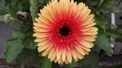 Close-up of flower blooming outdoors