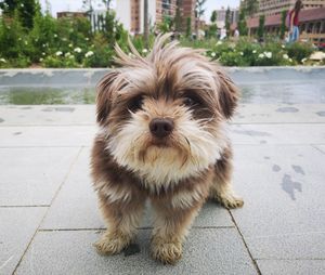 Portrait of dog on footpath