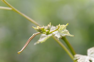 Close-up of insect on plant