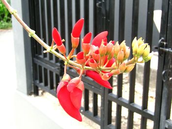 Close-up of fresh pink flowers in city