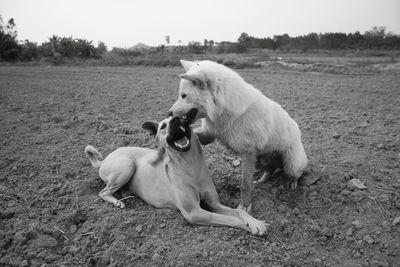 View of a dog on field