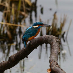 Close-up of bird perching on branch