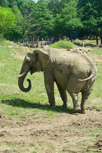 Side view of elephant walking on field