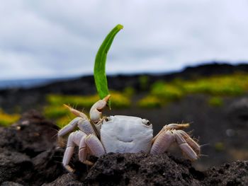 Close up of a crab on a rock