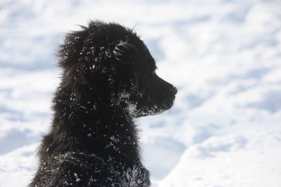 Close-up of dog on snow field