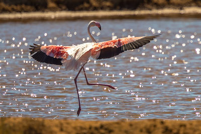 Close-up of flamingo flying over lake