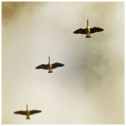 Low angle view of seagull flying against sky