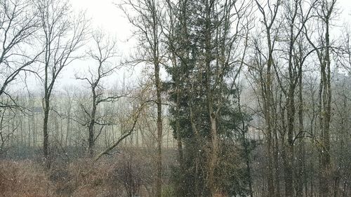 Bare trees against sky