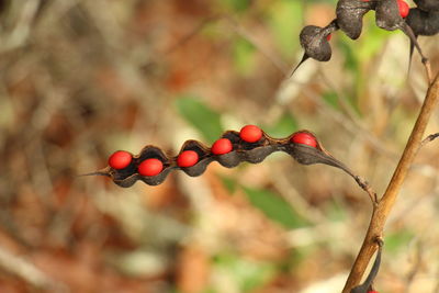 Close-up of berries hanging on tree