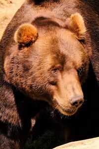 Close-up of a bear