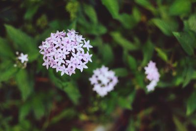 Close-up of flowers blooming outdoors