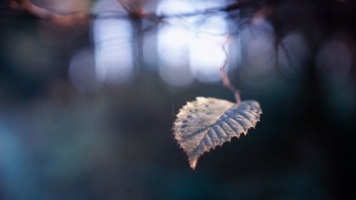 Close-up of dry leaves on tree during winter