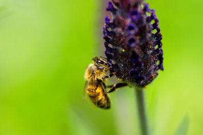 Close-up of bee pollinating on purple flower