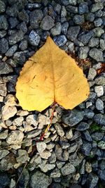 High angle view of maple leaf on pebbles