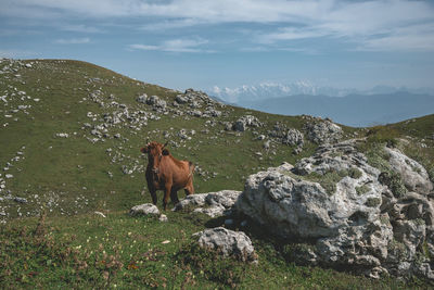 Horse standing on rock against sky