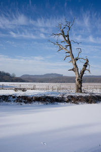 Bare trees on landscape