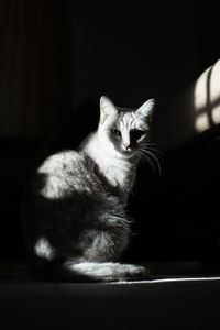 Portrait of cat sitting on floor