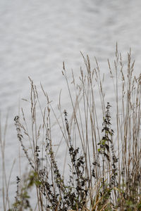 High angle view of plants on beach