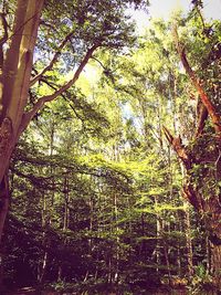 Low angle view of trees