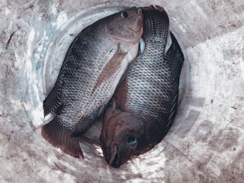 High angle view of fish sleeping on land