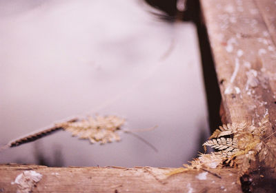 Close-up of dry plant on wood