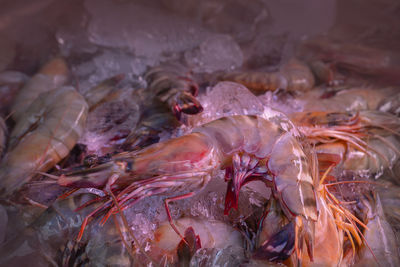 Close-up of fish for sale