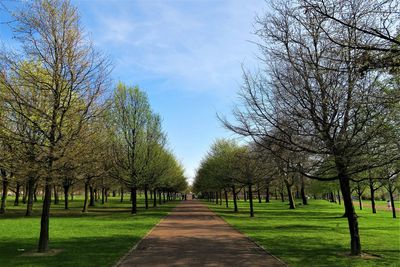 Tree lined path in glasgow green in early spring