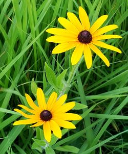 Close-up of yellow flower on field