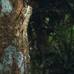 Close-up of moss on tree trunk