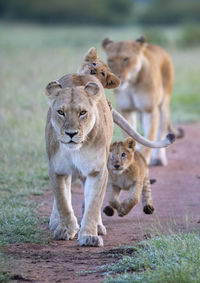 Lion family walking on field