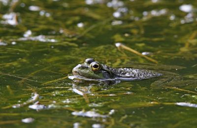 Close-up of turtle in water