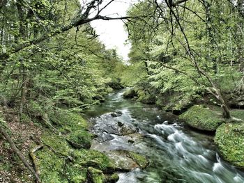 Stream flowing through forest